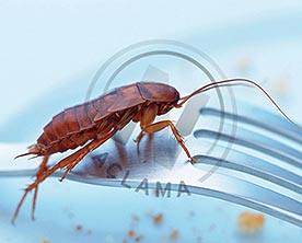 Kalorifer Böceği İlaçlama