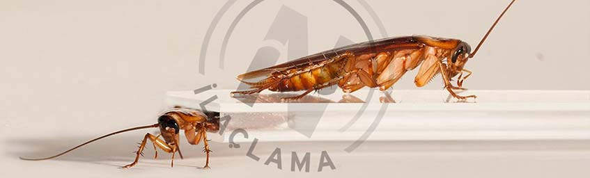 Böcek İlaçlama Firması